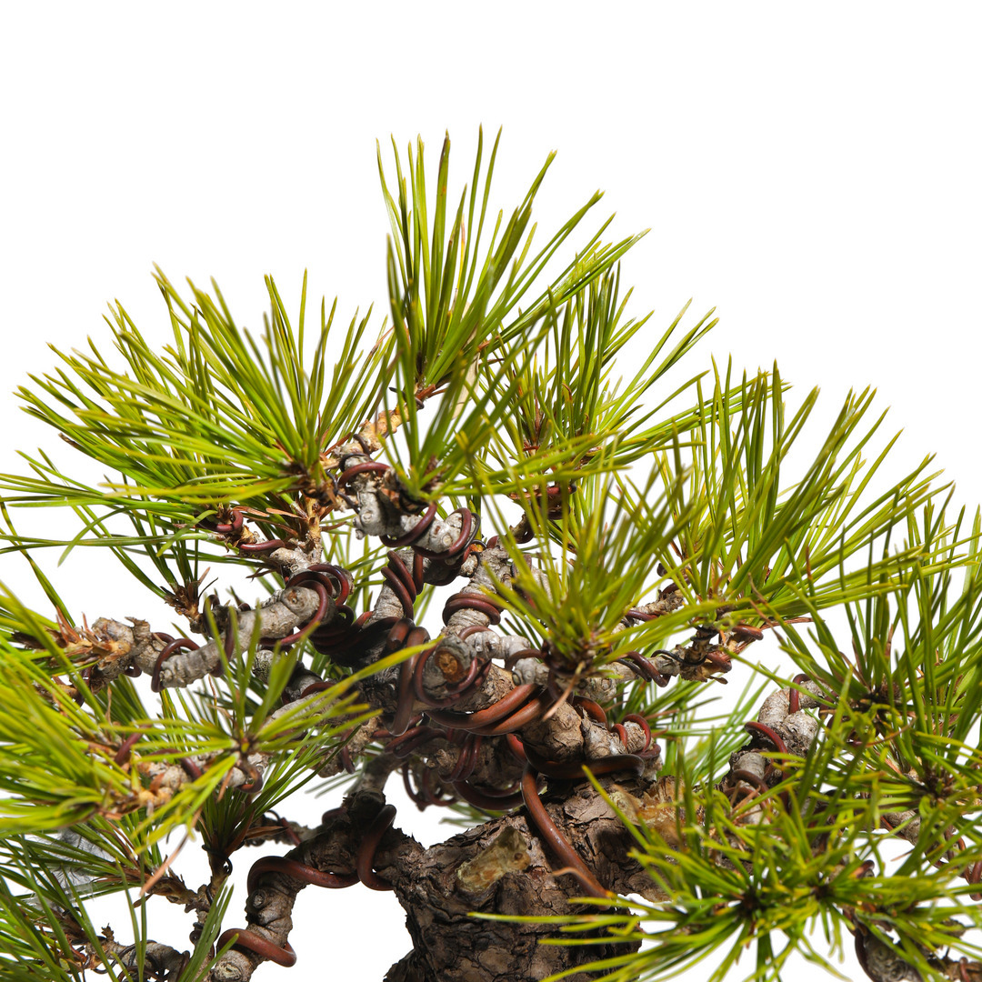 赤松 -Japanese red pine- （推定樹齢40年）-M0010-｜TRADMAN'S BONSAI